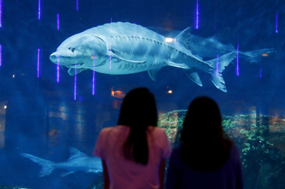 38年間で700万匹も放流したのに… 中国の「水中パンダ」はいつ姿を現す