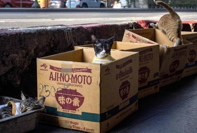 【今日の1枚】ひとまず安心、路上の保護猫 タイ