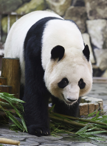 ジャイアントパンダ中日共同繁殖30周年記念イベント 和歌山で開催