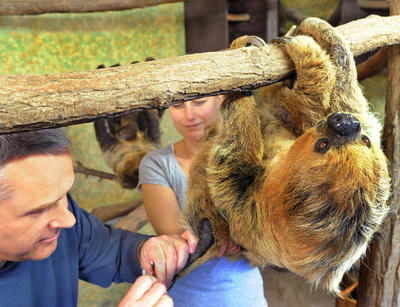 お母さんのおなかの上でご機嫌、ナマケモノの赤ちゃん