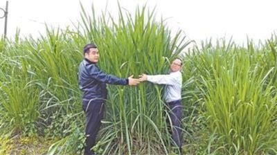 新たな食用植物になるか？ 「巨菌草」、中国の研究者が育成
