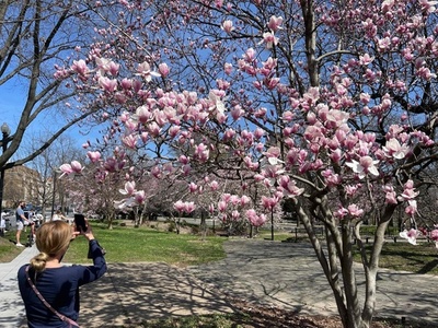 春到来、米ワシントンに咲くモクレンの花