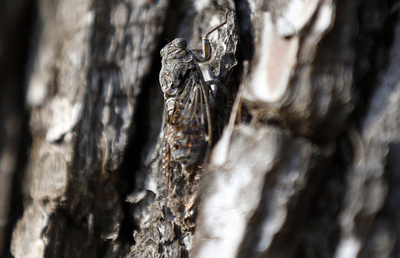 「セミの声がうるさい」仏南東部で観光客が村長に苦情