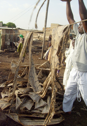 皮製品の需要急増でワニやニシキヘビが絶滅の危機、ナイジェリア