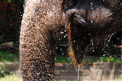 減り続ける野生のゾウ、スリランカ
