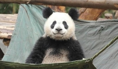 「パンダってこうでした？」と思わせるパンダが人気 中国・四川省