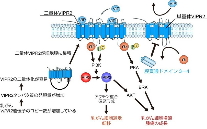 【東京農業大学(共同研究)】乳がん増悪化の新規メカニズムを発見