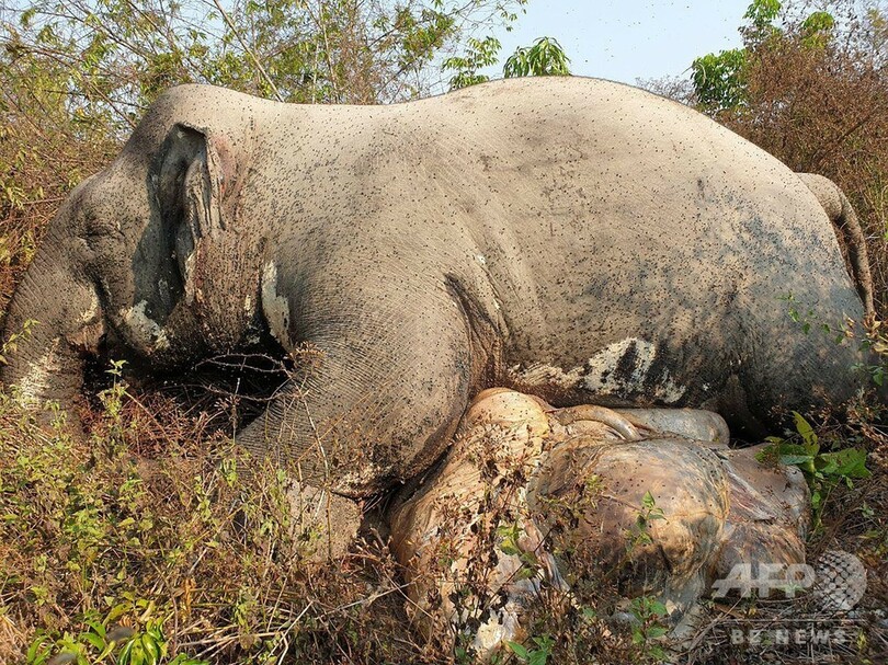 牙と尾を切断されたゾウの死骸 カンボジアの自然保護区で発見 写真2枚 国際ニュース Afpbb News