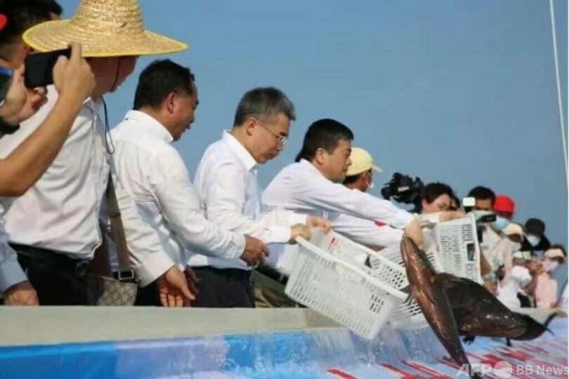 中国とベトナム、初めて北部湾の漁業資源の共同増殖・放流活動を同時展開