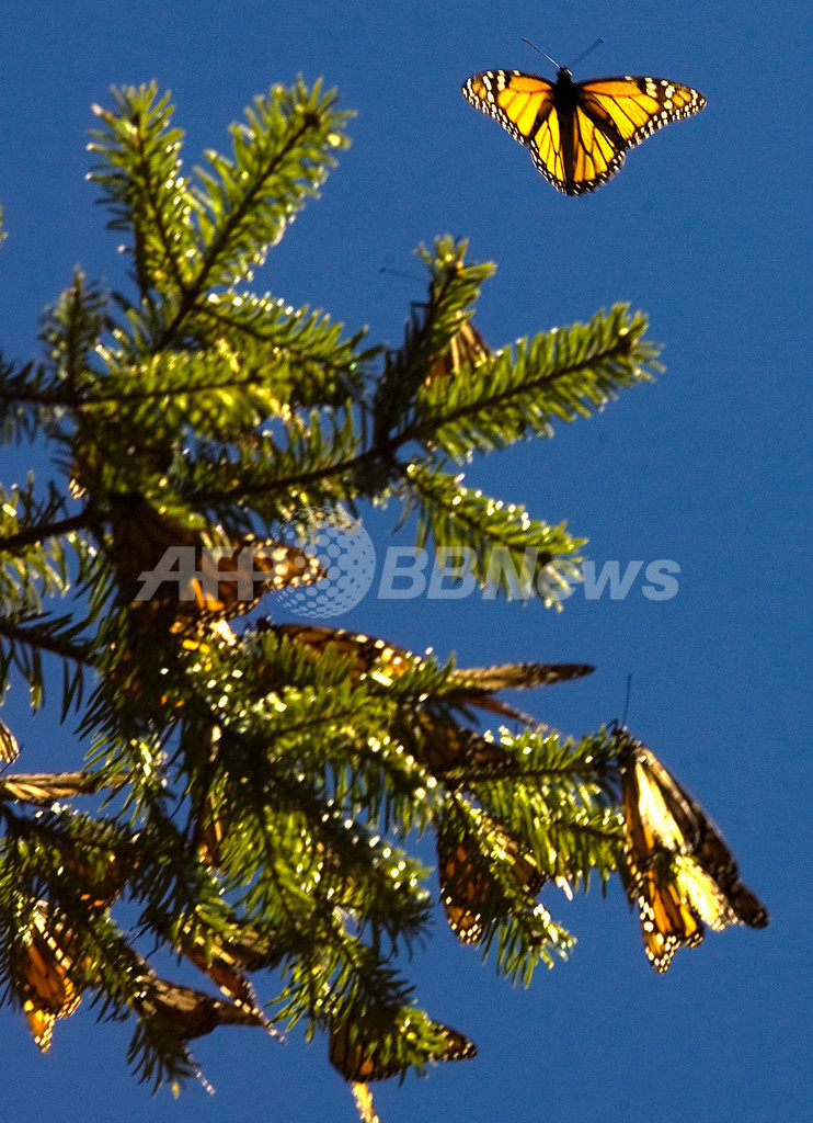 越冬のため南北米大陸を大移動するチョウ、「オオカバマダラ」