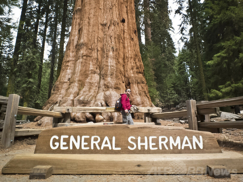 神々しさ宿る巨木たち、米セコイア国立公園