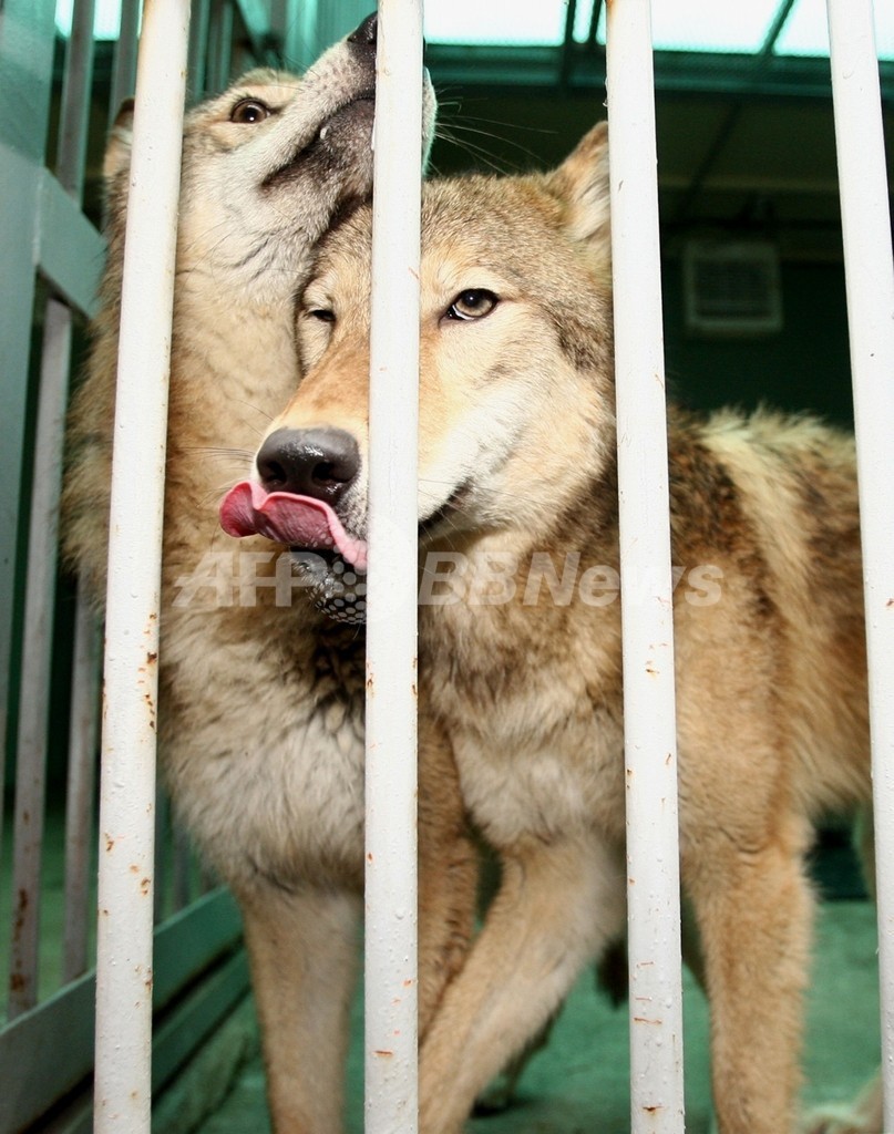 世界初のクローン オオカミ死ぬ 韓国 写真2枚 国際ニュース Afpbb News