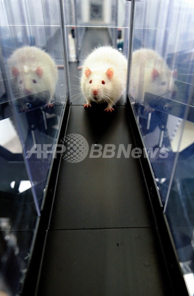 ネズミはとても仲間思いだった 米大研究 写真1枚 国際ニュース Afpbb News
