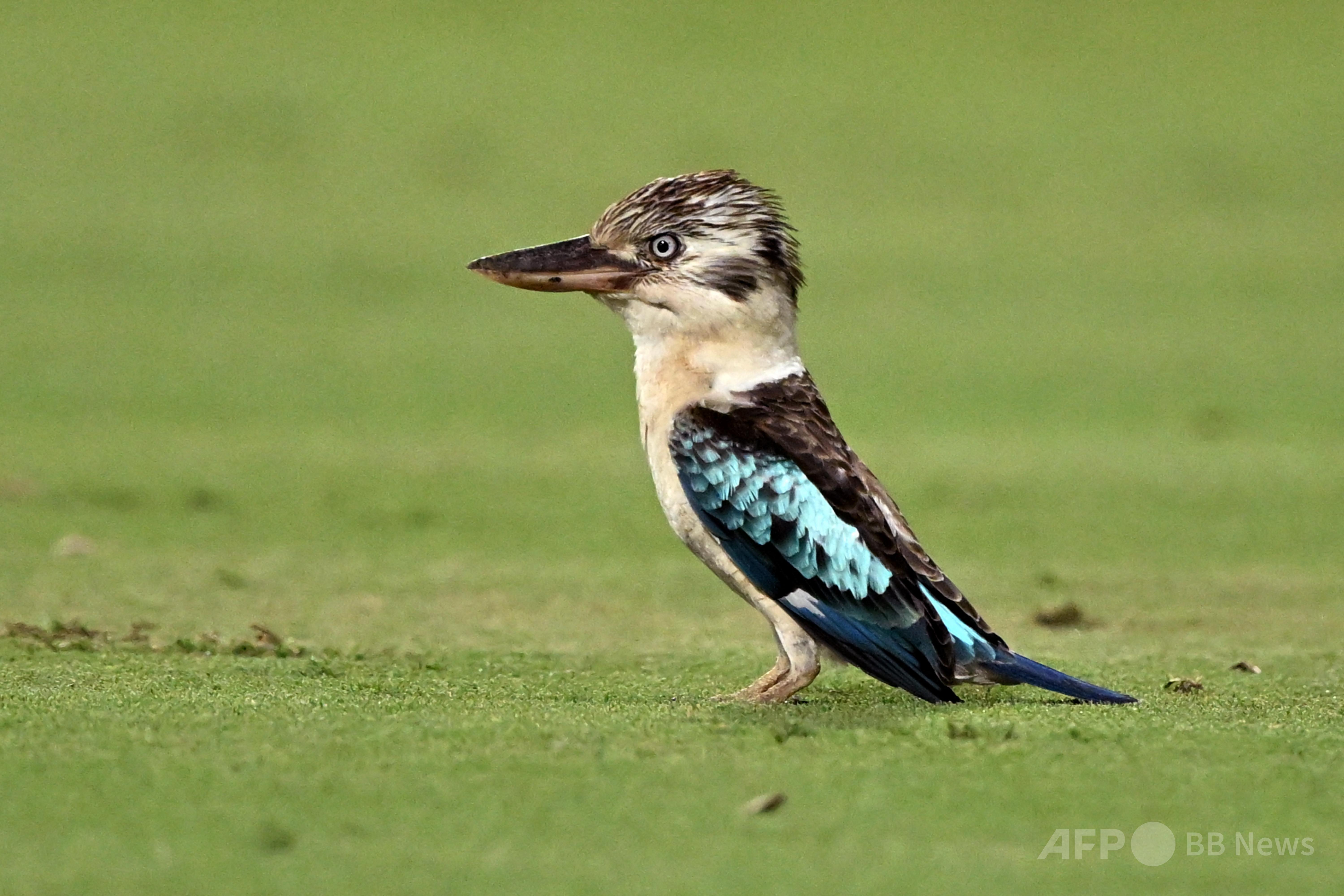 予想外の性別変化、オーストラリアの野鳥6％で確認 写真3枚 国際