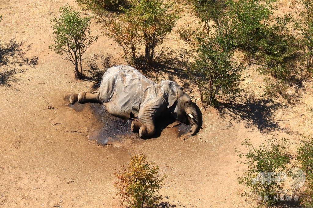 ボツワナのゾウ大量死 死因は自然発生の毒か 当局 写真8枚 国際ニュース Afpbb News