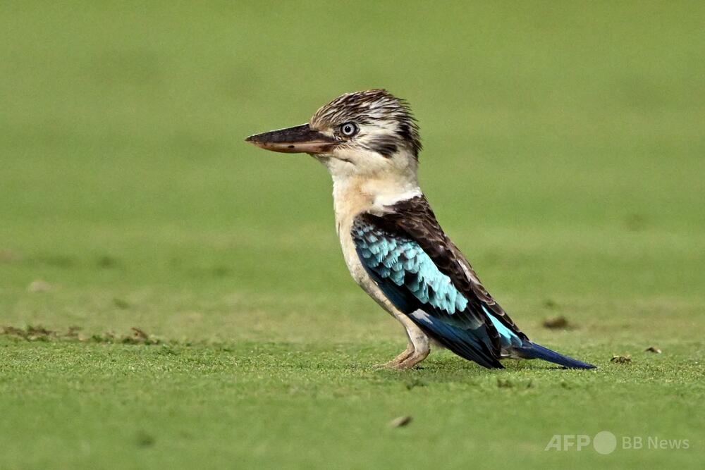 予想外の性別変化、オーストラリアの野鳥6％で確認 写真3枚 国際