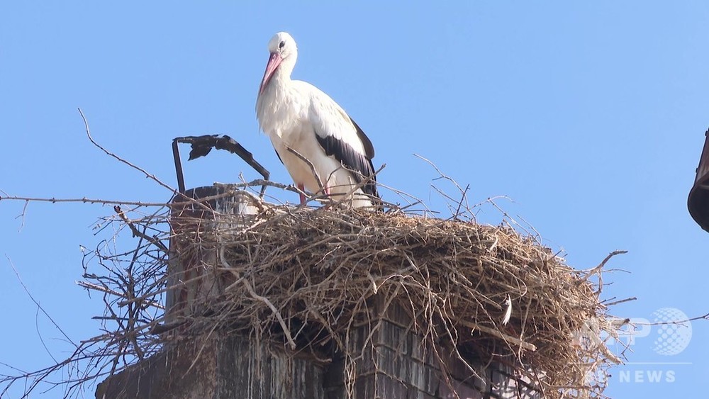 動画：ビールがなくなっちゃう！ 独醸造所の煙突にコウノトリが巣作り、操業停止