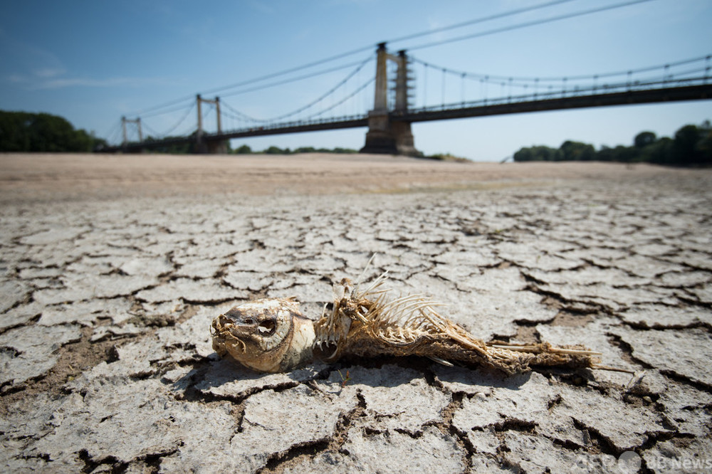 2015年以降の欧州干ばつ、「過去約2000年で最悪」
