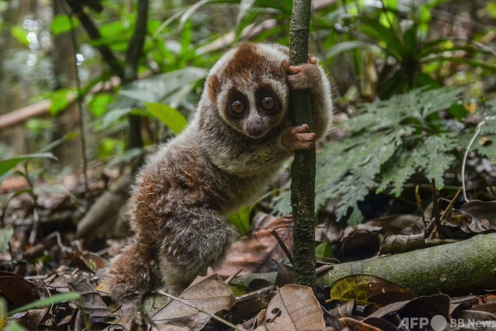 絶滅寸前のジャワスローロリス 森に返る インドネシア 写真2枚 国際ニュース Afpbb News