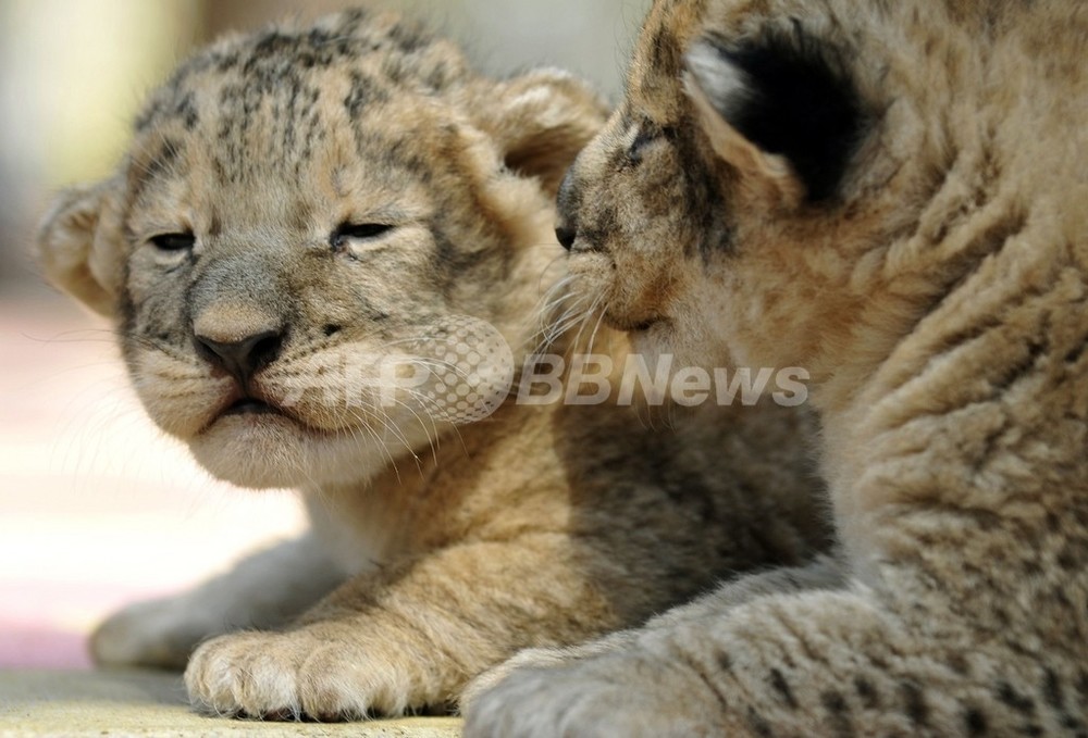 生後1週間のライオンの赤ちゃん ロシア動物園で一般公開 写真5枚 国際ニュース Afpbb News