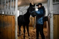 中国・希諾谷によるクローン馬「壮壮」。北京の乗馬クラブで（2023年1月12日撮影）。(c)Jade GAO / AFP