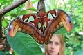 チェコ・ブルノ（Brno）のマサリク大学（Masaryk University）の植物園で、飼育されている世界最大級のガ「ヨナグニサン」を眺める来園者（2014年9月16日撮影）。(c)AFP/RADEK MICA