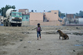 野良犬と遊ぶ少年。インドで（2015年2015年1月撮影、資料写真）。(c) Chandan KHANNA / AFP