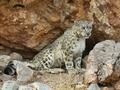 ゲルツェ県の岩場で撮影されたユキヒョウ（2025年4月18日撮影）。(c)Xinhua News