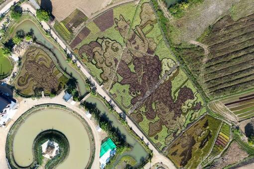 洪水からの復興象徴 タイ北部の水田アート 写真3枚 国際ニュース