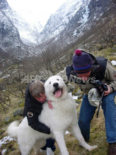 ノルウェー版「がけっぷち犬」、無事救出 写真2枚 国際ニュース：AFPBB