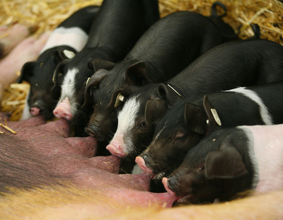 ドイツ東部で農業展示会