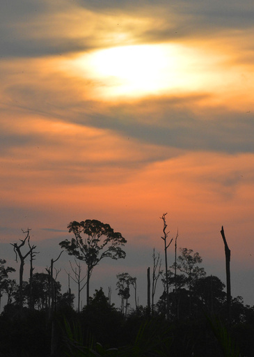 人口増加と無脊椎動物の減少、紛争の原因に 米研究