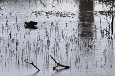 「お前は大ばかだ」 しゃべるカモ 豪で録音記録を発見 研究