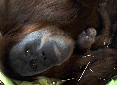 オランウータンの赤ちゃん、お披露目間近 メルボルン