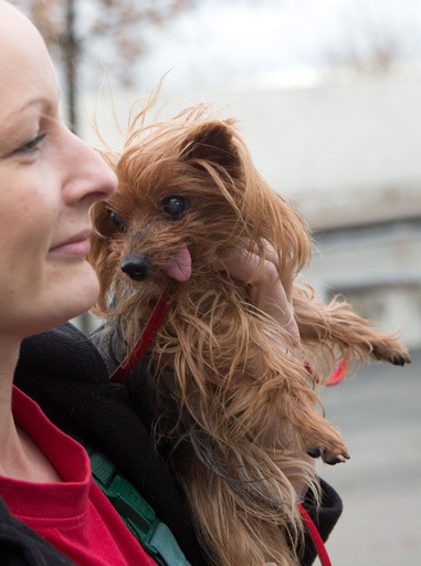 クリスマスなのに…ペット16匹捨てられる、独