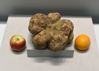 世界最大の白トリュフ、落札価格は約740万円