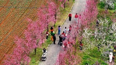 湖北枝江：「桃の花の鮮やかな景色」を「明るい経済の景観」に・中国