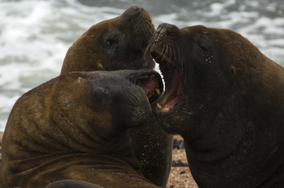 ペルーの海岸にアシカ500頭の死骸、養殖業者が毒殺か