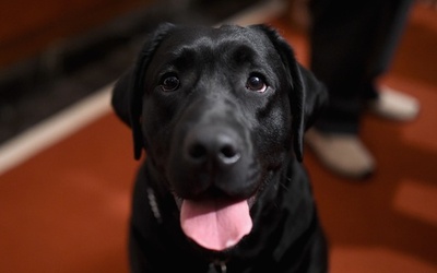 15年の米人気犬種、1位はラブラドルレトリバー 25年連続