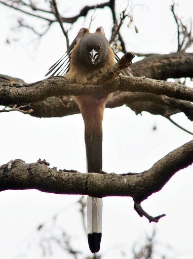 別種の鳥類とも狩りに出る鳥、Rufous treepie - パキスタン