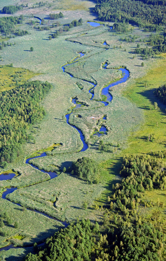 手付かずの自然を守れ、環境団体が体を張った自然保護活動 - ポーランド