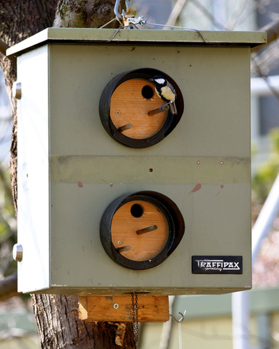 素敵なおうちでしょ？スピード違反取締機に住むアオガラ