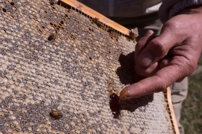 マヌカ使わないで NZ豪「はちみつ戦争」