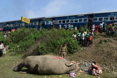線路を渡ろうとしたゾウ、列車にひかれ死ぬ インド
