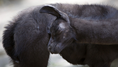 ラマの赤ちゃん、親友はカピバラ