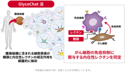 膵がんの免疫回避能力を糖鎖でコントロール
