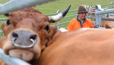 栄養価の高い家畜飼料で気候変動を抑制可能、ケニア研究所