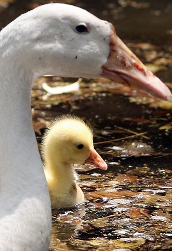 暑さ続くニューデリー、冷たい池でホッと一息アヒルの親子