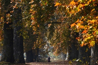 印カシミールの紅葉、晩秋の余韻楽しむ