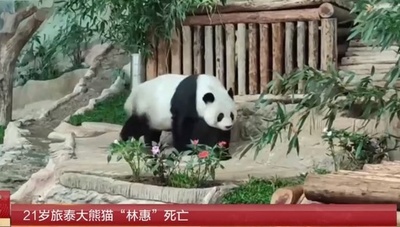 タイのジャイアントパンダ「リンフイ」死亡 中国・タイが共同調査へ